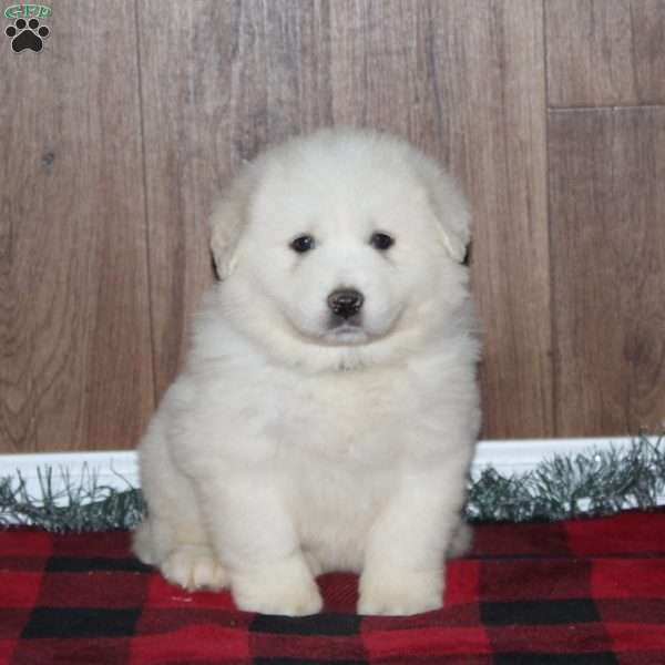 Brandi – RESERVED, Great Pyrenees Puppy